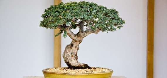 японское дерево бонсай